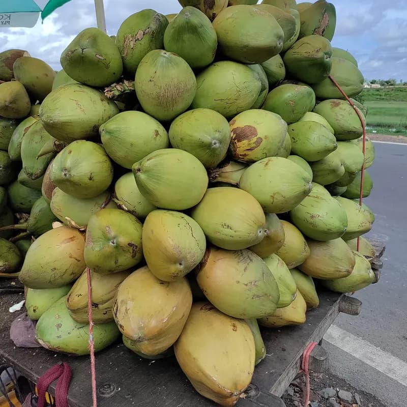 Essência Coco, imagem 2