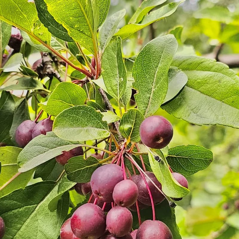 Essência Frutas Vermelhas, imagem 3