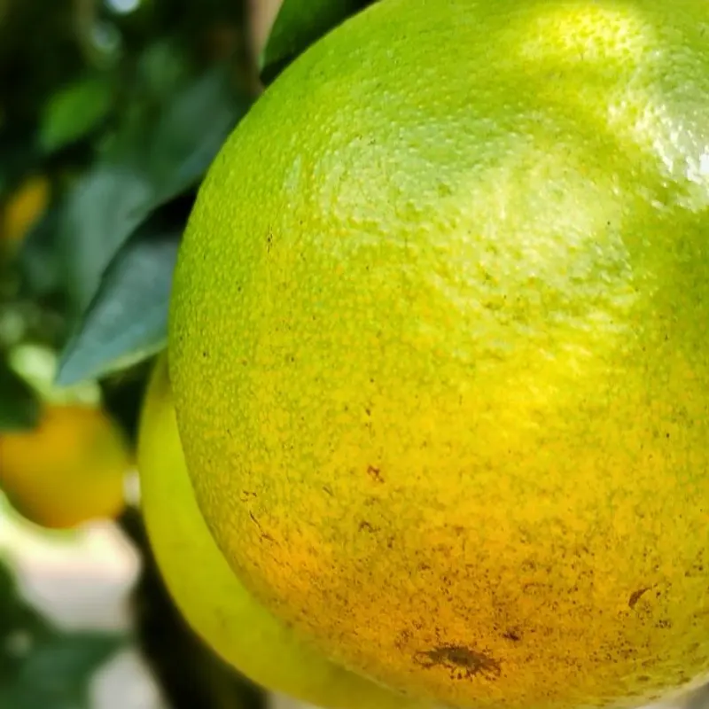 Essência Laranja, imagem 2