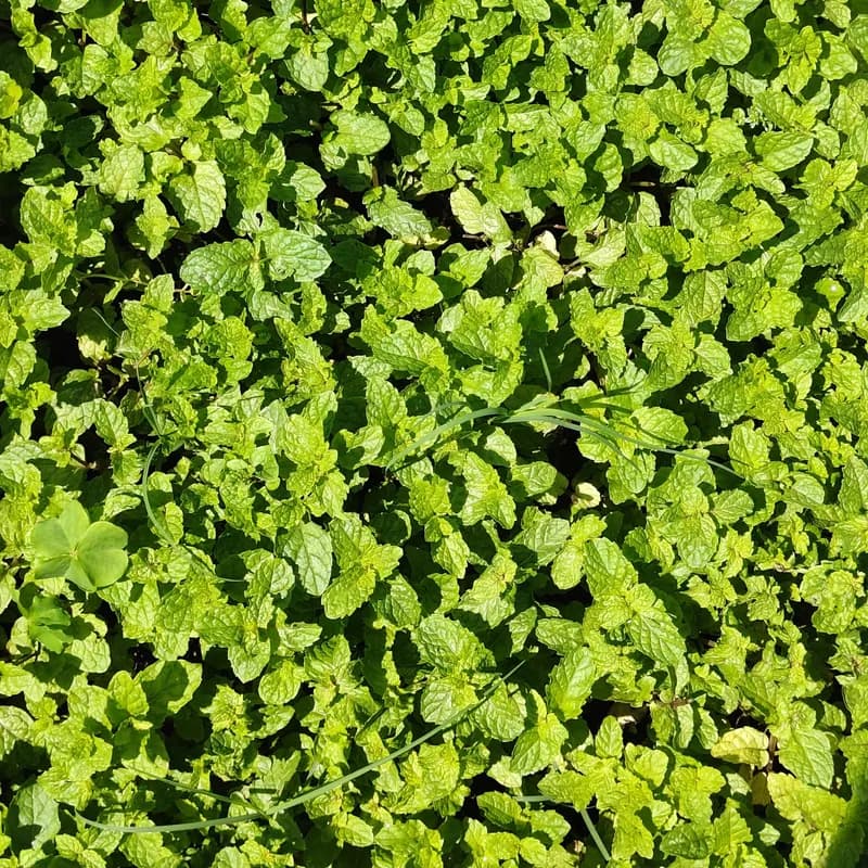 Essência Menta Gelada, imagem 2