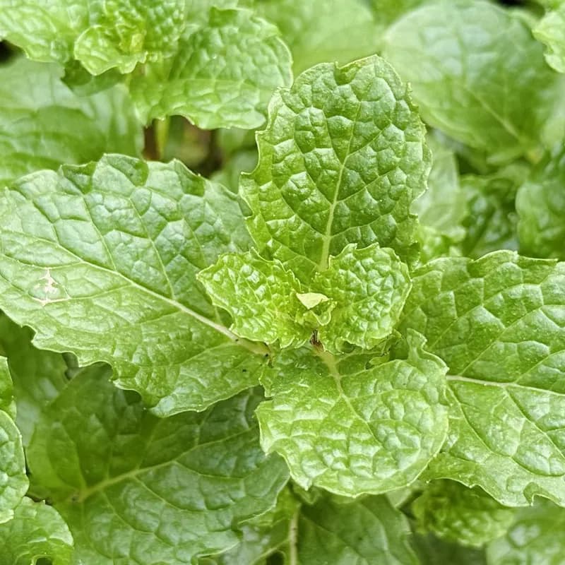 Essência Menta Gelada, imagem 3