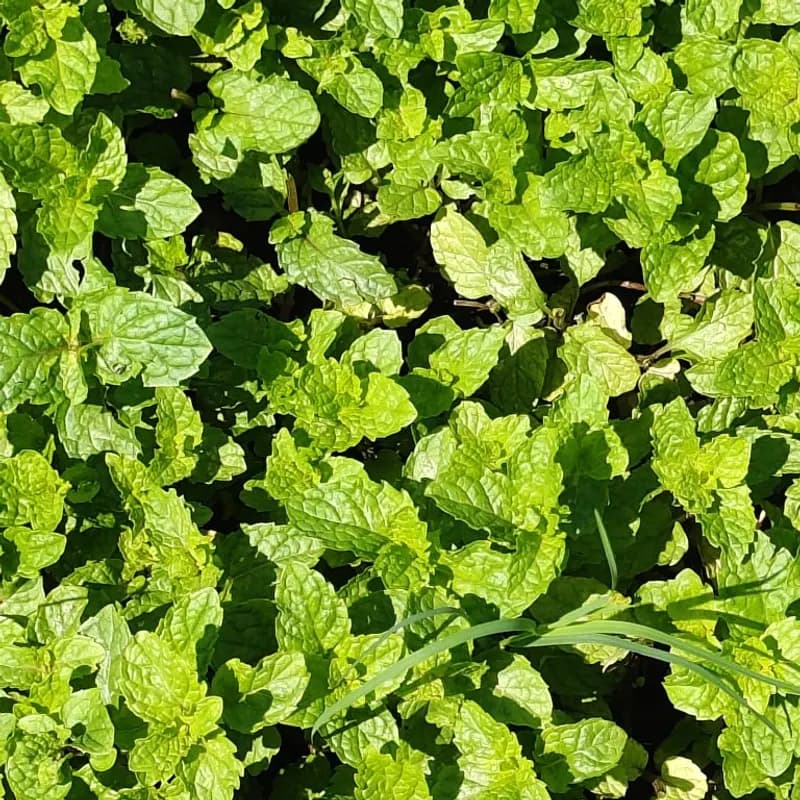 Essência Menta com Limão